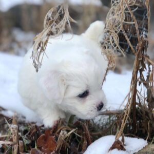 Female Puppies